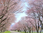 春:優駿さくらロード(西舎桜並木)