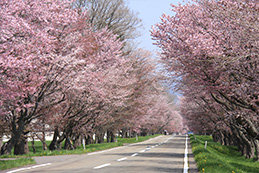 優駿の里浦河桜まつり