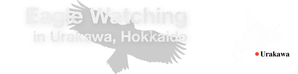 Eagle Watching in Urakawa, Hokkaido