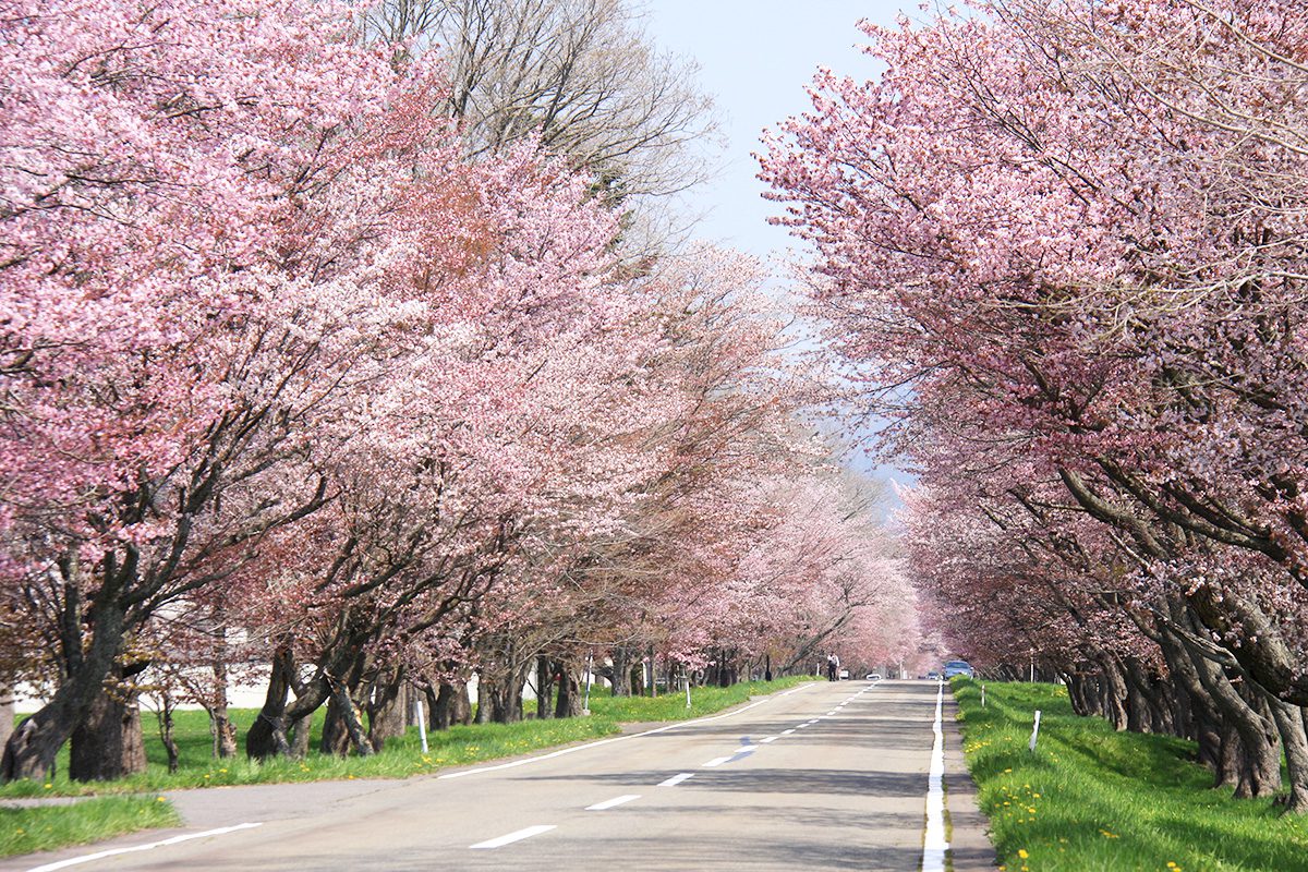 「優駿の里浦河桜まつり」のお知らせ