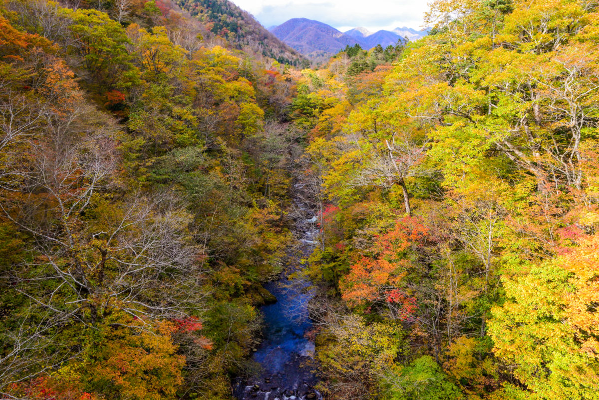 五色渓谷（天馬街道）紅葉情報【 2020.10.18 】