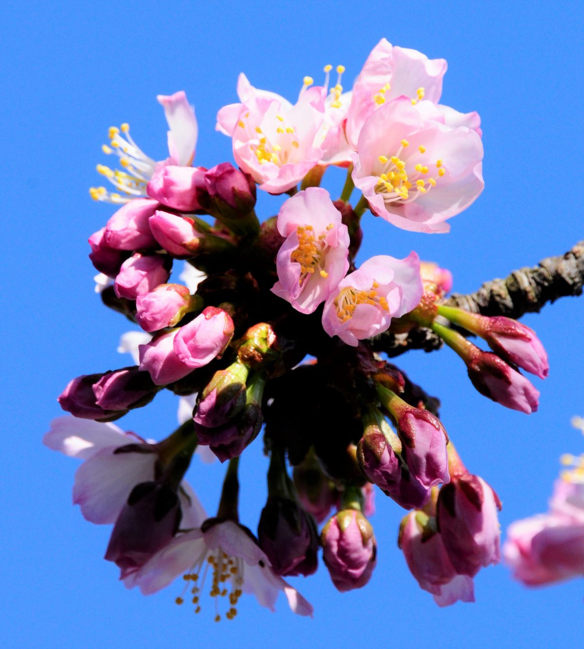 2017年の浦河の桜開花情報について