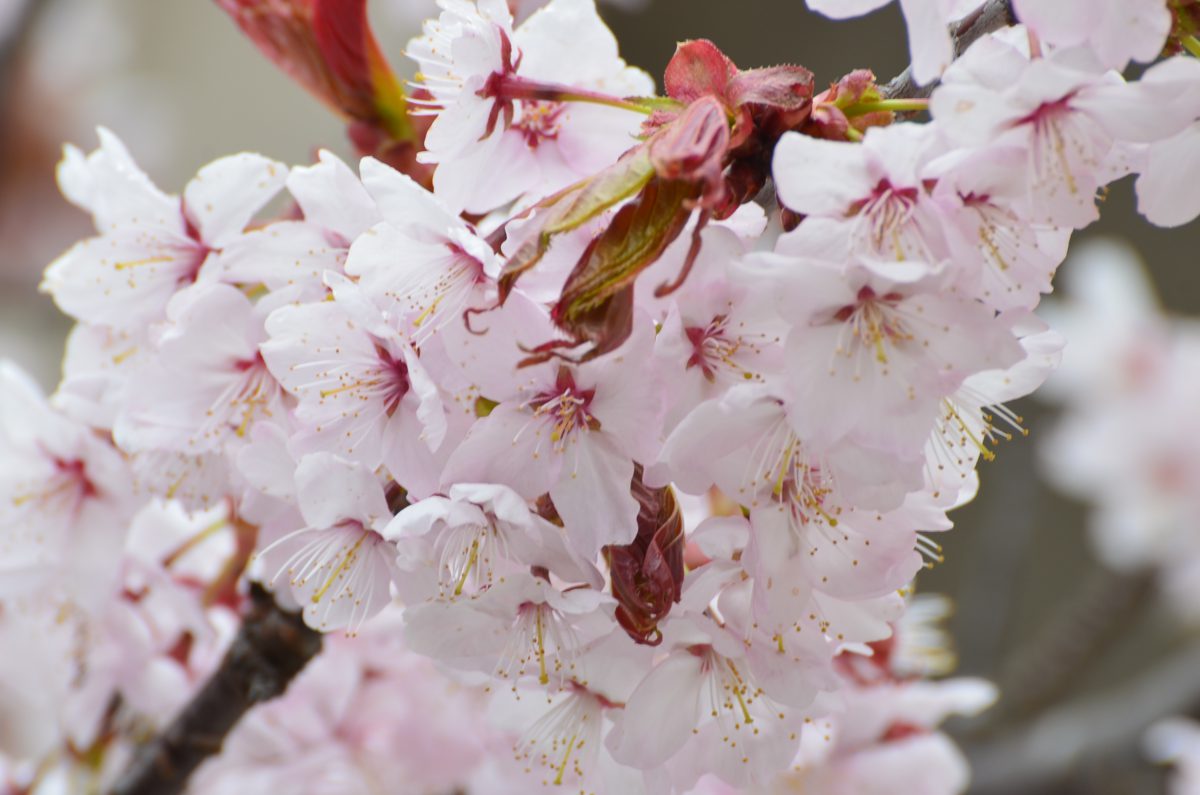 第51回 優駿の里 浦河桜まつり特設ページが公開になりました