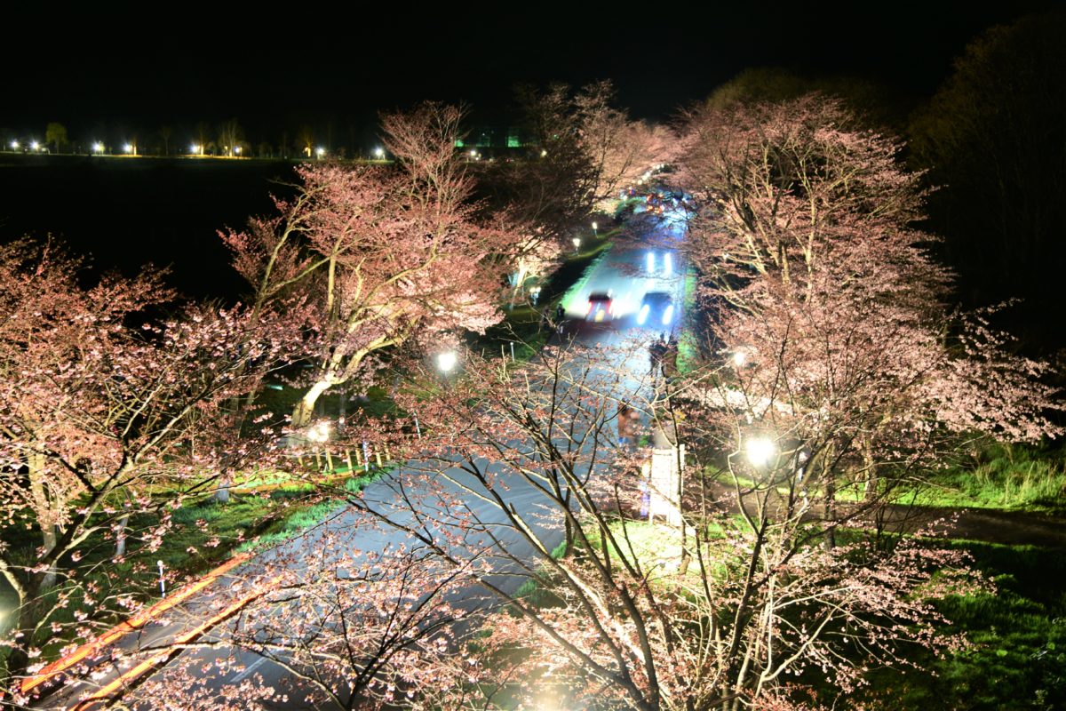 「桜のトンネルライトアップ」5月9日（木）まで延長いたします。