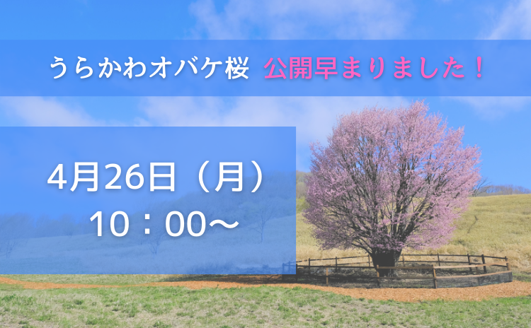 うらかわオバケ桜公開早まります！