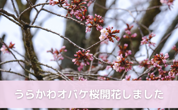 うらかわオバケ桜開花しました！