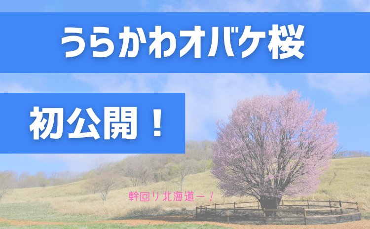 うらかわオバケ桜公開日決定