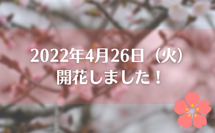 うらかわ優駿さくらロードで4月26日　桜開花宣言