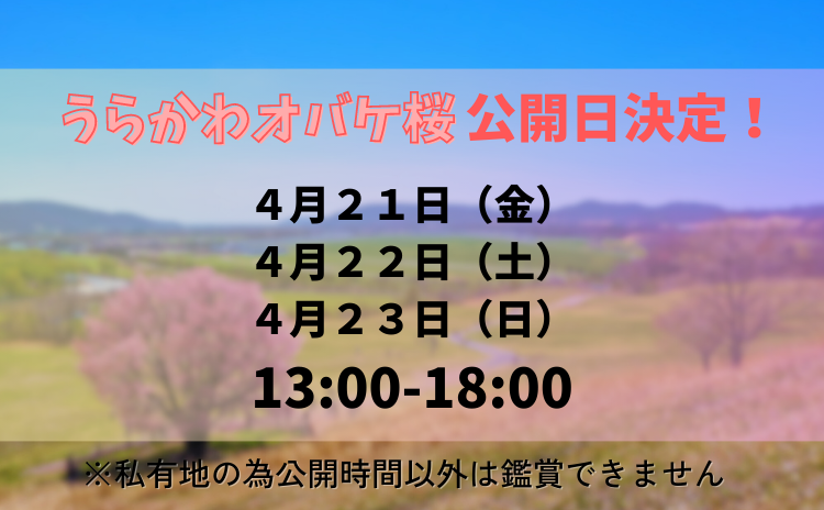 うらかわオバケ桜公開日決定！