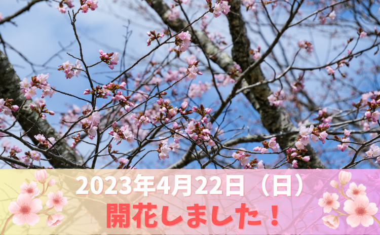 うらかわ優駿さくらロードで4月23日（日）　桜開花宣言