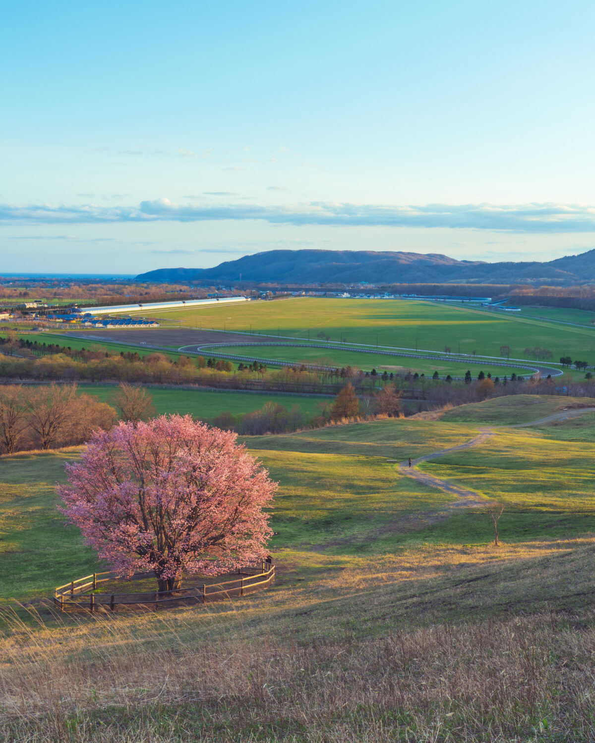 うらかわオバケ桜　公開日決定